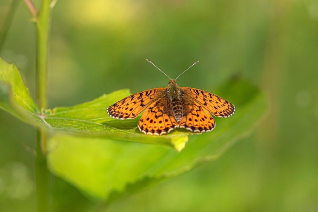 butterfly, small pearl-bordered fritillary, boloria selen, beautiful flowers, flower background, flower wallpaper, lepidoptera, specification, spotted, flower, summer, parasite, bug, wildlife, outdoor, nature, forest, examine, probe, inquire, macro, portrait